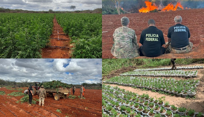 PF realiza erradicação de plantios de maconha no norte da Bahia