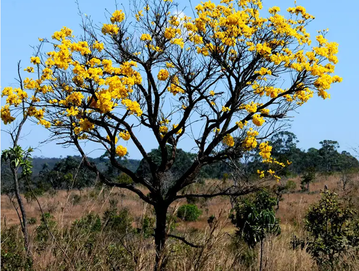 Governança ambiental na Bahia: estratégias para preservação e desenvolvimento da Caatinga