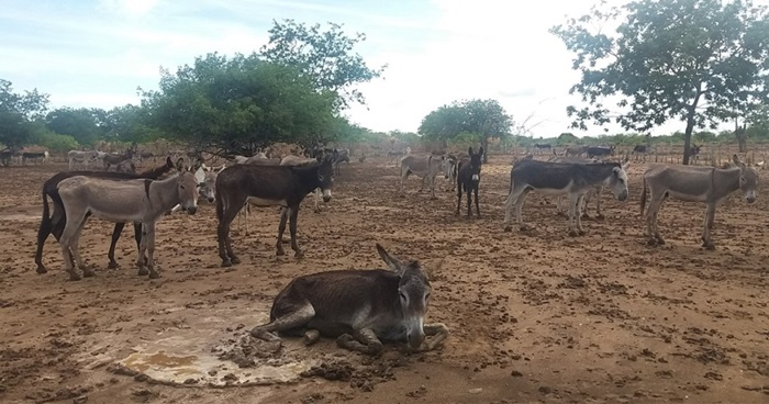 Frigorífico de Amargosa começa abate de jumentos para exportação