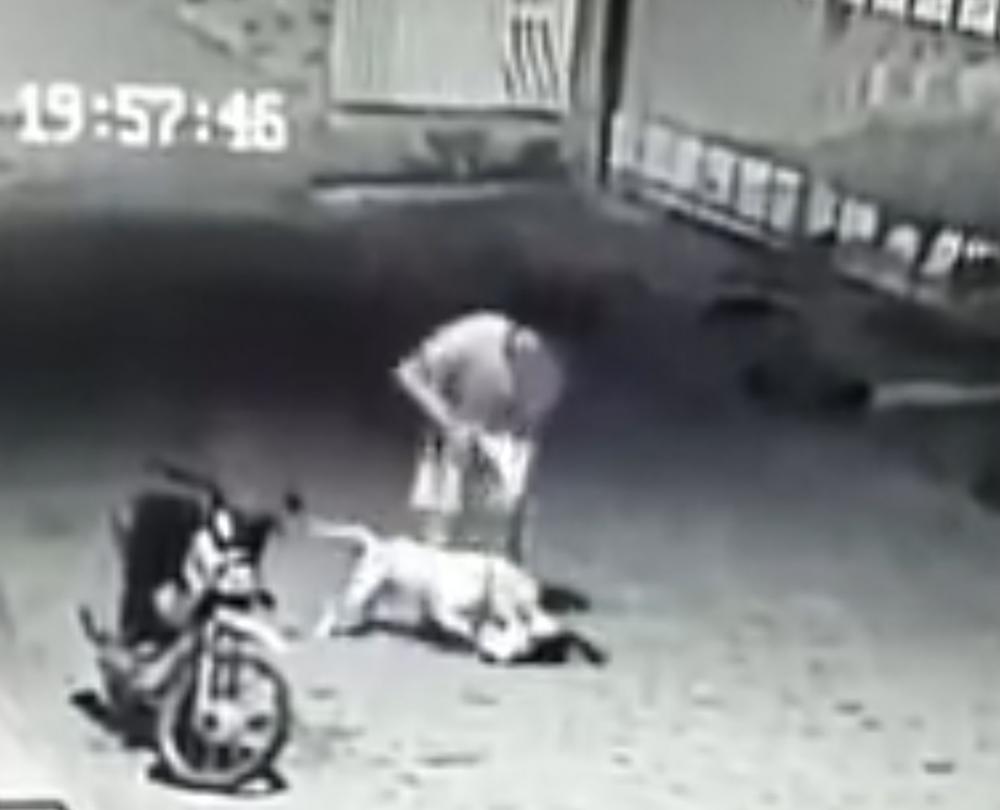 Câmera de segurança flagra cão da raça pitbull atacando gato em Petrolina
