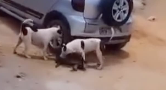 Imagens de dois cães da raça pitbull atacando um cão de pequeno porte viraliza nas redes sociais