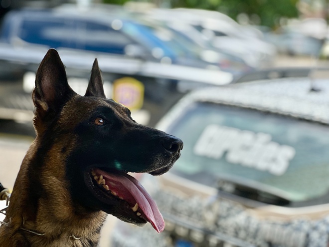 Petrolina conta com viaturas especializadas para o transporte de cães policiais