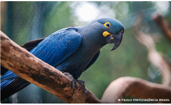 Lista de fauna ameaçada tem 180 animais incluídos e 150 retirados