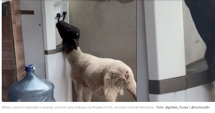 Cabrito Bibito viraliza ao usar bebedouro de água gelada sozinho em Petrolina