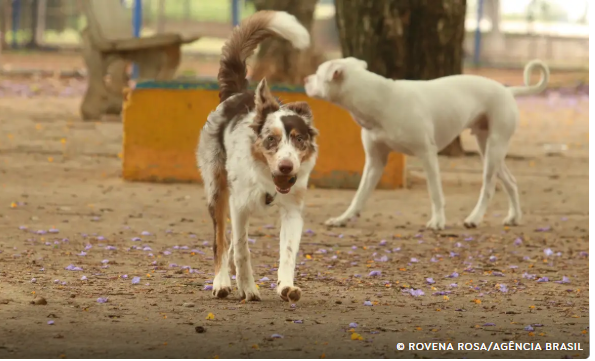 Município de Itiúba deverá elaborar e executar plano para controle de cães abandonados
