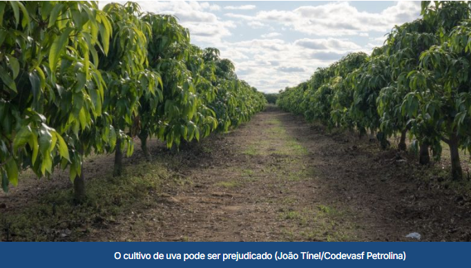 Uvas do Vale do São Francisco foram taxadas por concorrerem diretamente com a produção interna americana 