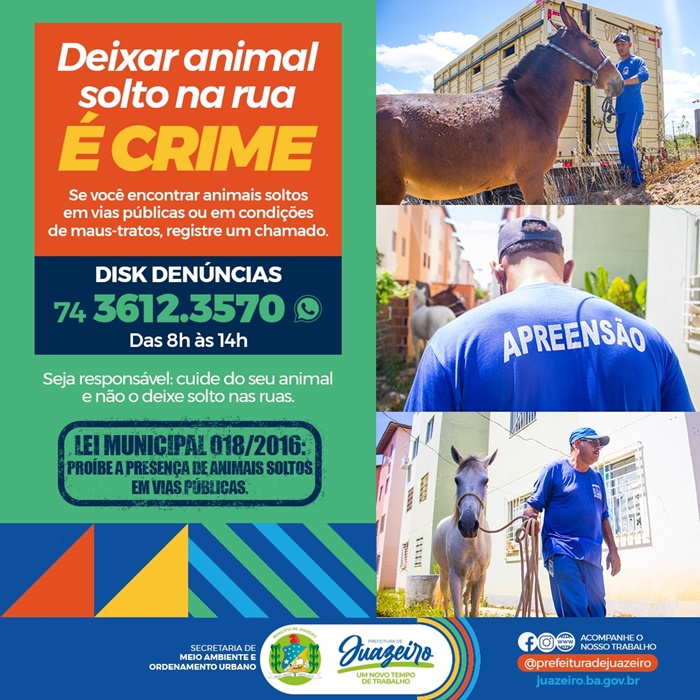 Prefeitura de Juazeiro reforça a importância de denunciar animais de médio e grande porte soltos nas ruas