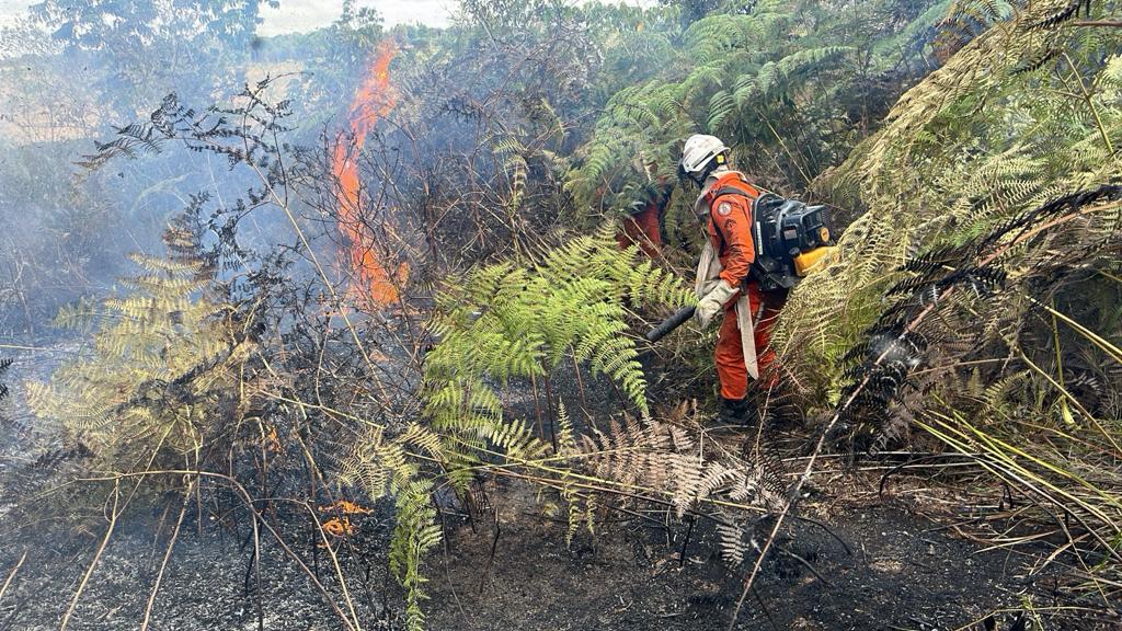 Cerca de 200 bombeiros militares atuam no combate a incêndios florestais no interior da Bahia