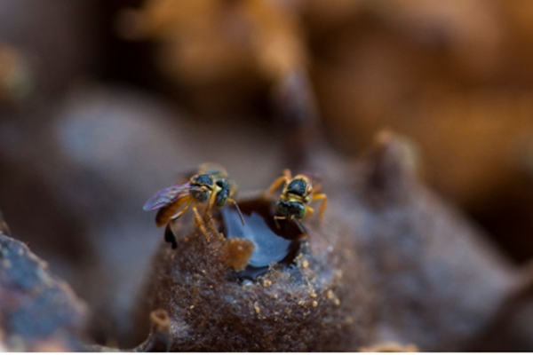Estudo mostra como agrotóxicos afetam abelhas nativas