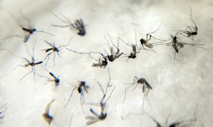 Casos de dengue no País crescem 151% em 2022. Doença já ceifou a vida de 265 pessoas no Brasil este ano