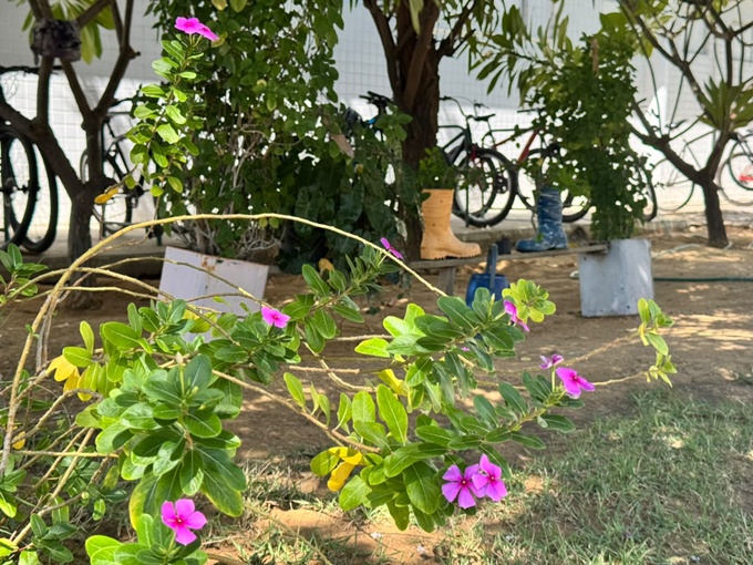 No HU-Univasf, beleza e leveza fazem parte de jardim feito com materiais recicláveis