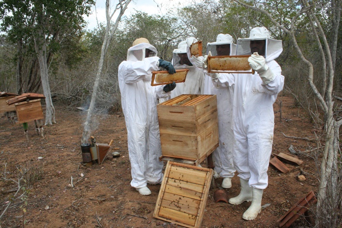 Bahia celebra o Dia do Apicultor com destaque na produção nacional de mel