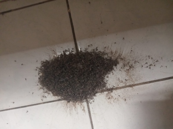 Muriçocas voltam a atormentar moradores dos bairros em Juazeiro. "Pedimos ajuda. Situação insuportável"