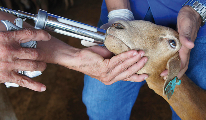 Pesquisa valida vacina contra verminose de caprinos e ovinos no Brasil