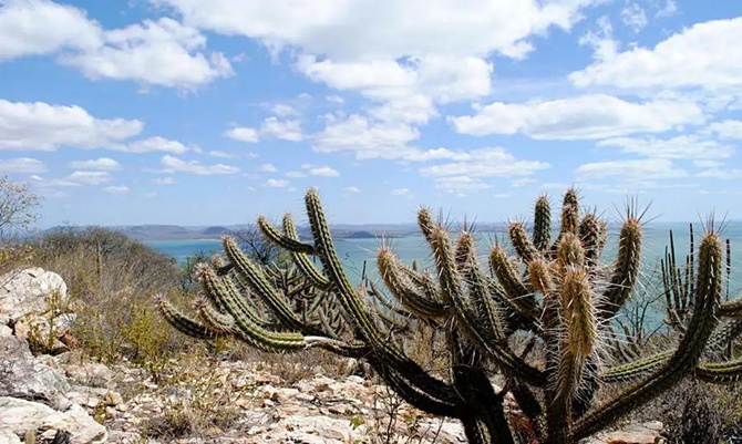 Semiárido: Governo federal amplia ações para frear avanço da desertificação no Bioma Caatinga