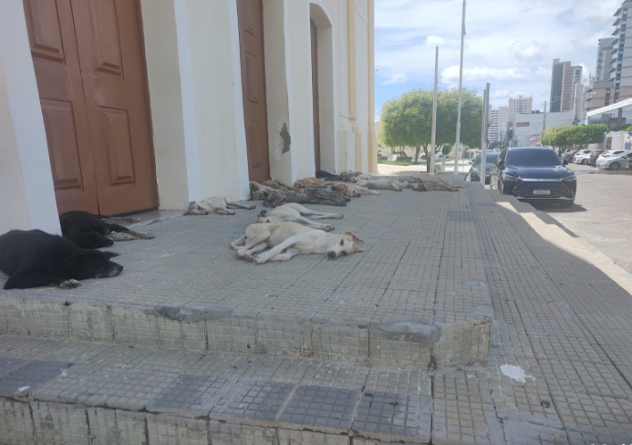 "Na orla de Petrolina e ruas do centro, medo e insegurança de cachorros soltos . Autoridades tem que tomar providências", diz morador