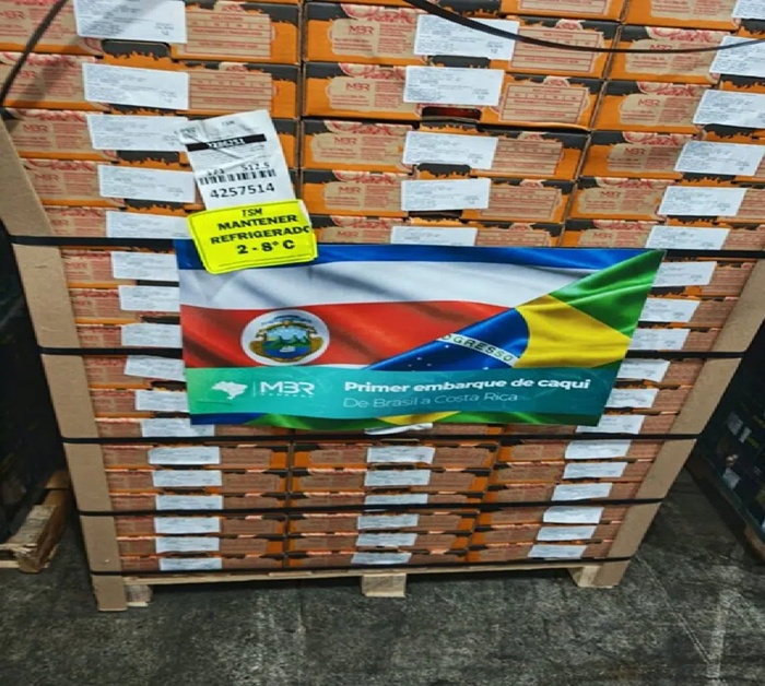 Primeiro embarque de caqui brasileiro para a Costa Rica