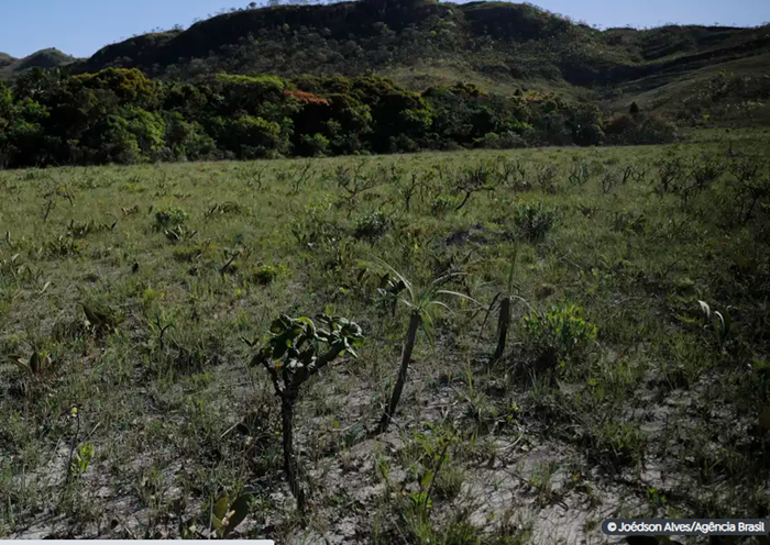 Desmatamento no Cerrado cresce 3% e Bahia perde Bahia (1.971 km²) 