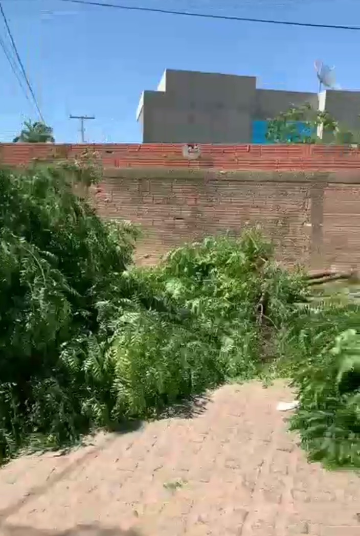 Moradora do bairro São Geraldo denuncia corte de árvores. Prefeitura diz que "raiz das árvores comprometia estrutura do muro"