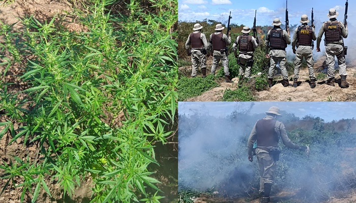 Polícia Militar erradica mais de 40 mil pés de maconha em Curaçá