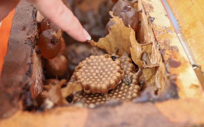 Petrolina desenvolve ações voltadas para proteção de abelhas no Parque Josepha Coelho
