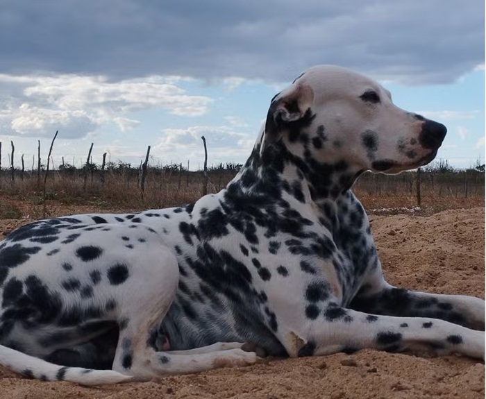 Cachorro é morto a tiros e queimado em Santa Maria da Boa Vista; suspeito é identificado