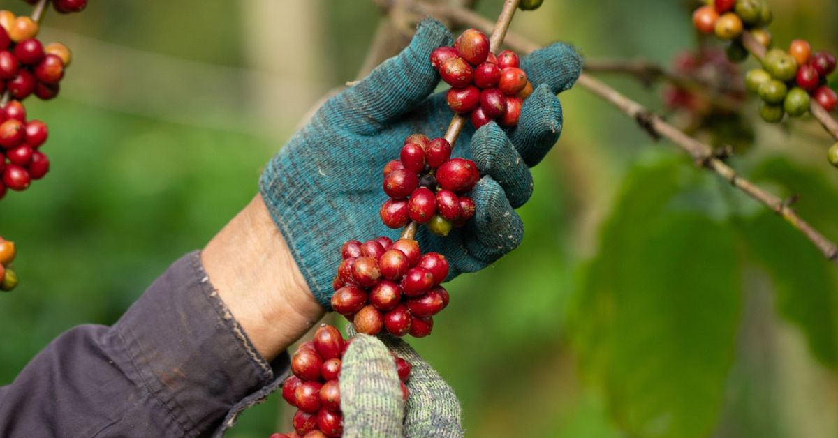 Abrafrutas manifesta preocupação com veto ao Projeto dos Safristas